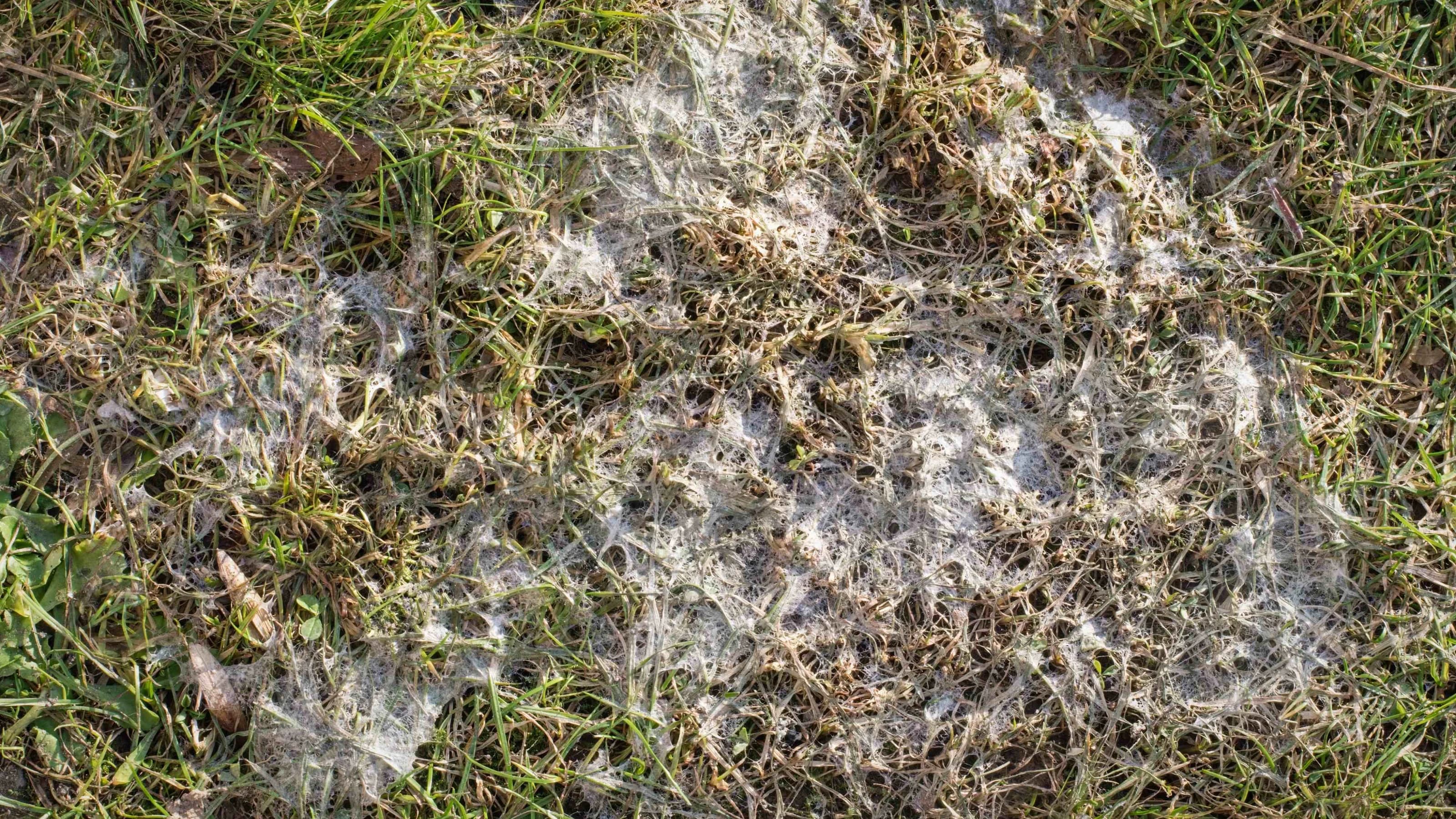 Fusarium in the grass, lawn disease