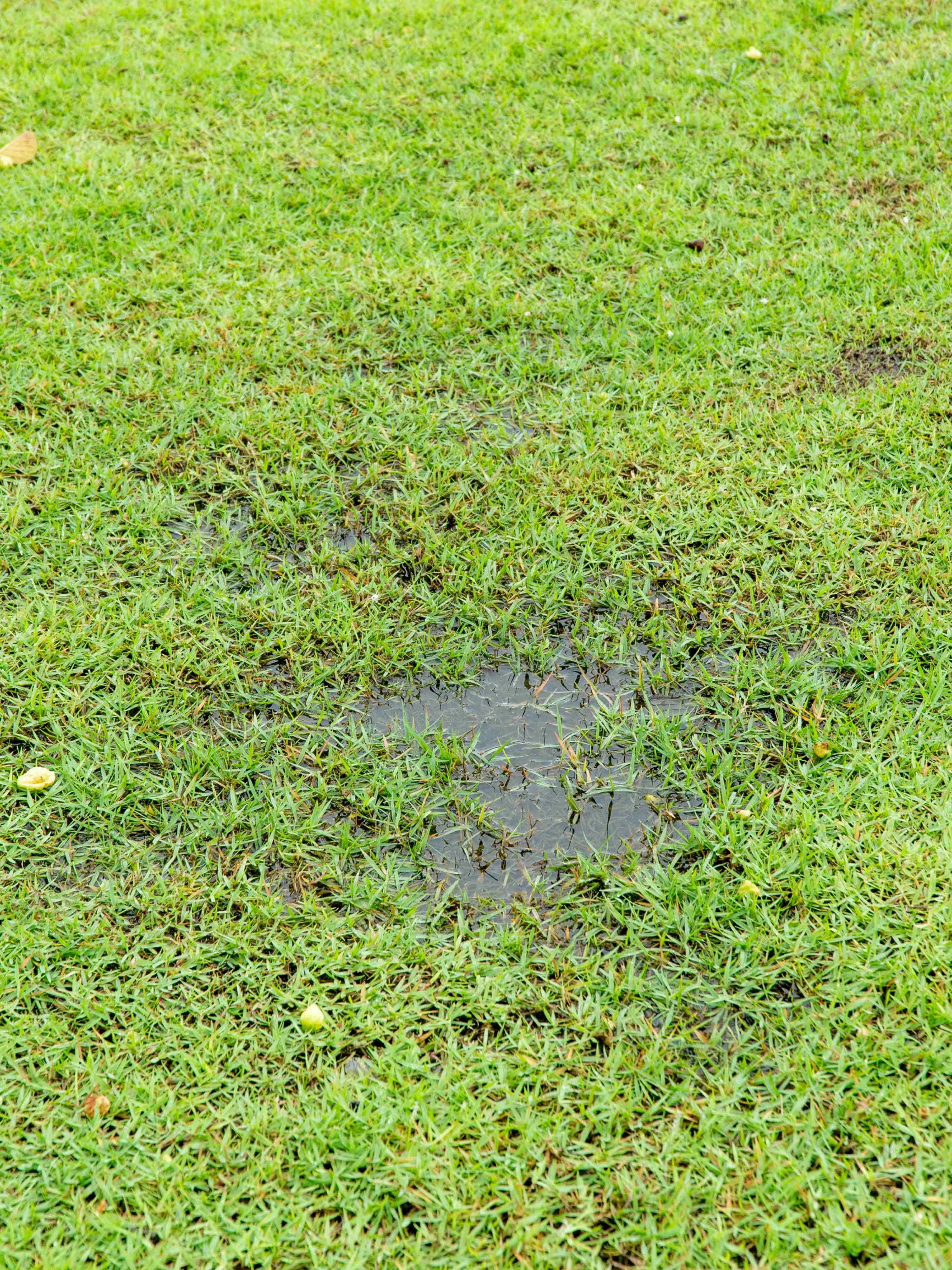 Image of waterlogged lawn causing puddling