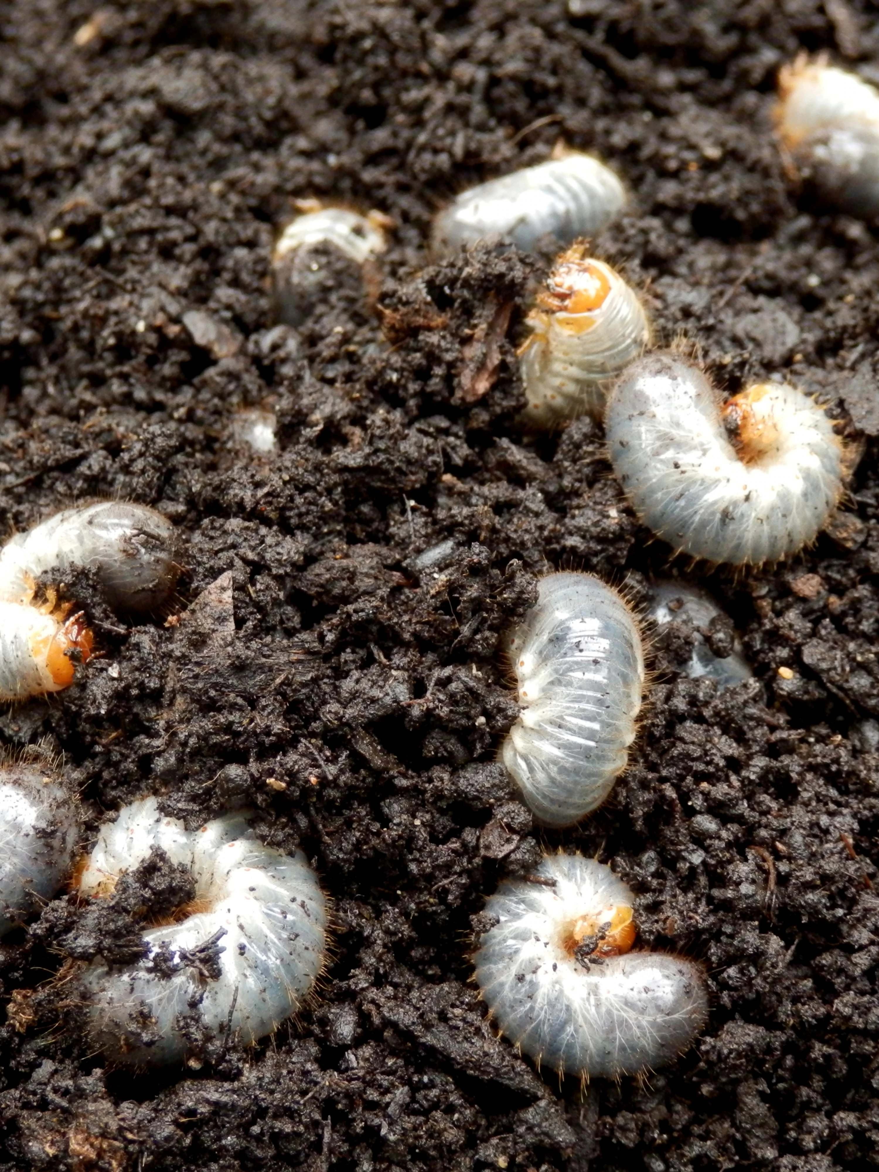 Chafer grubs in soil