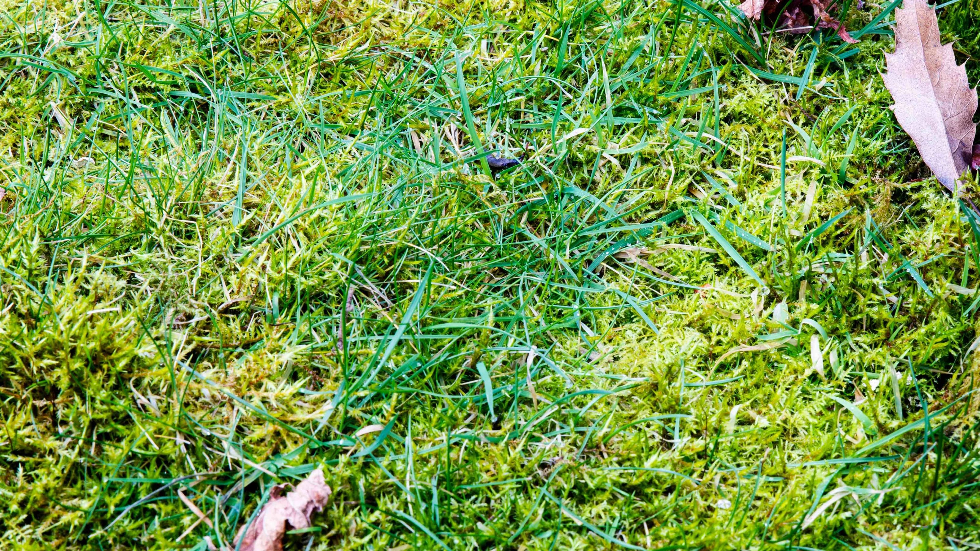 Close up image of lawn that is infested with moss