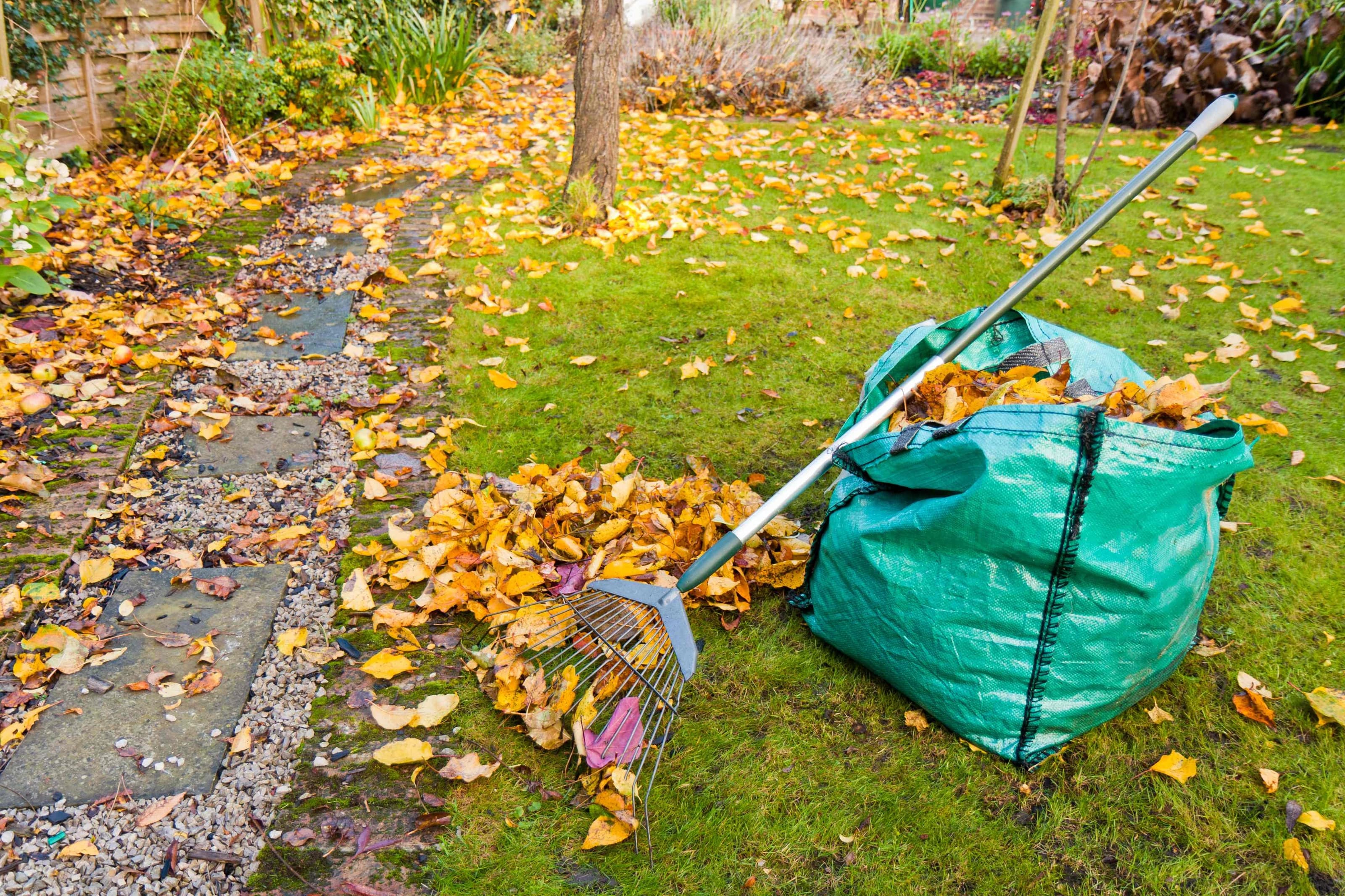 Image of UK lawn with leaf coverage with a rake propped up against a garden bag full of leaves