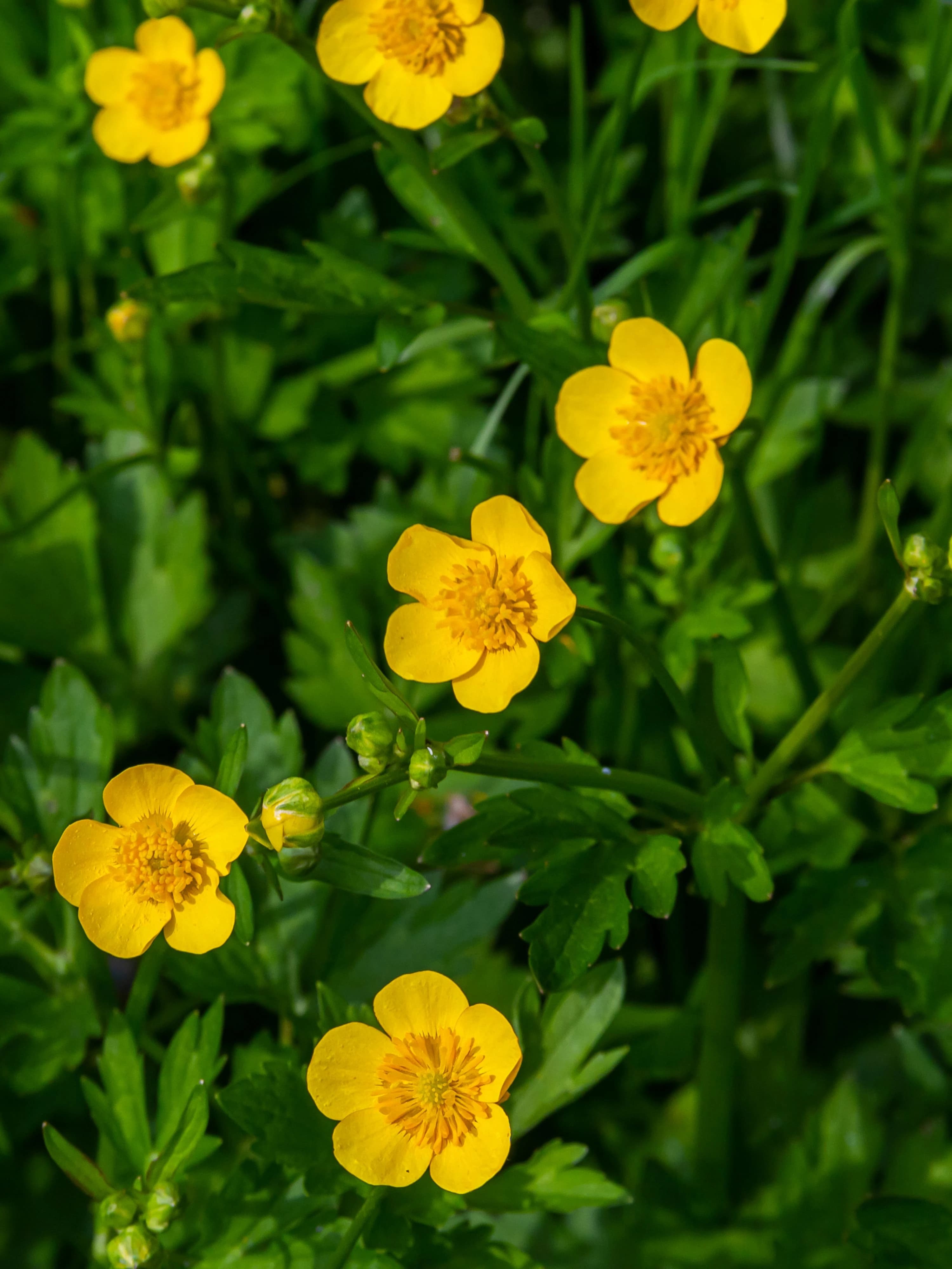 Close up image of the yellow flowers of creeping buttercup