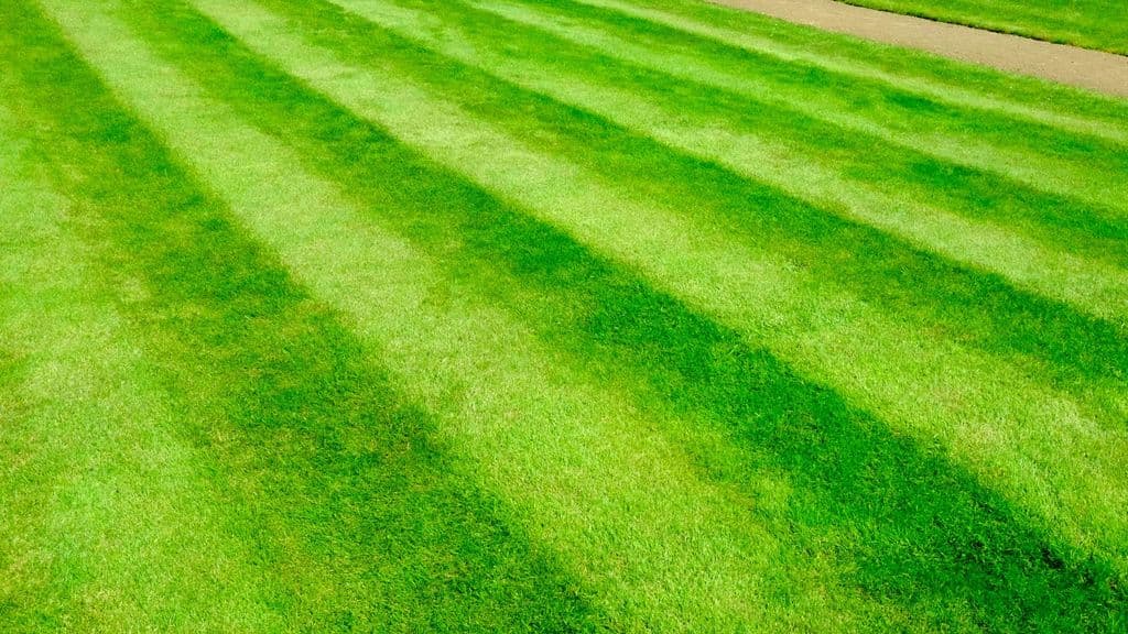 Frequently Asked Lawn Care Questions