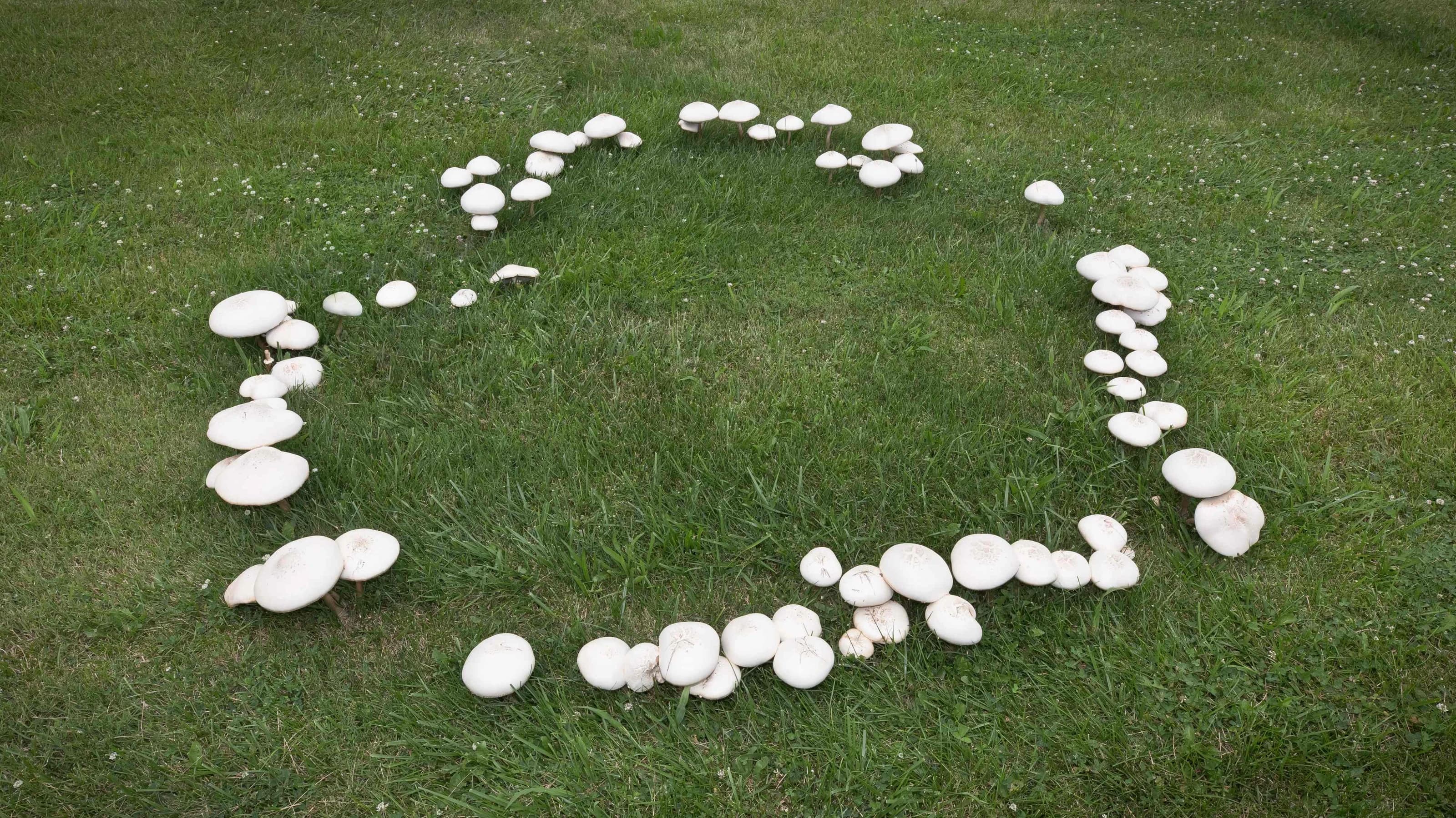 Large mushrooms growing in a heart shaped fairy ring pattern on a summer day with a green grass and clover background.