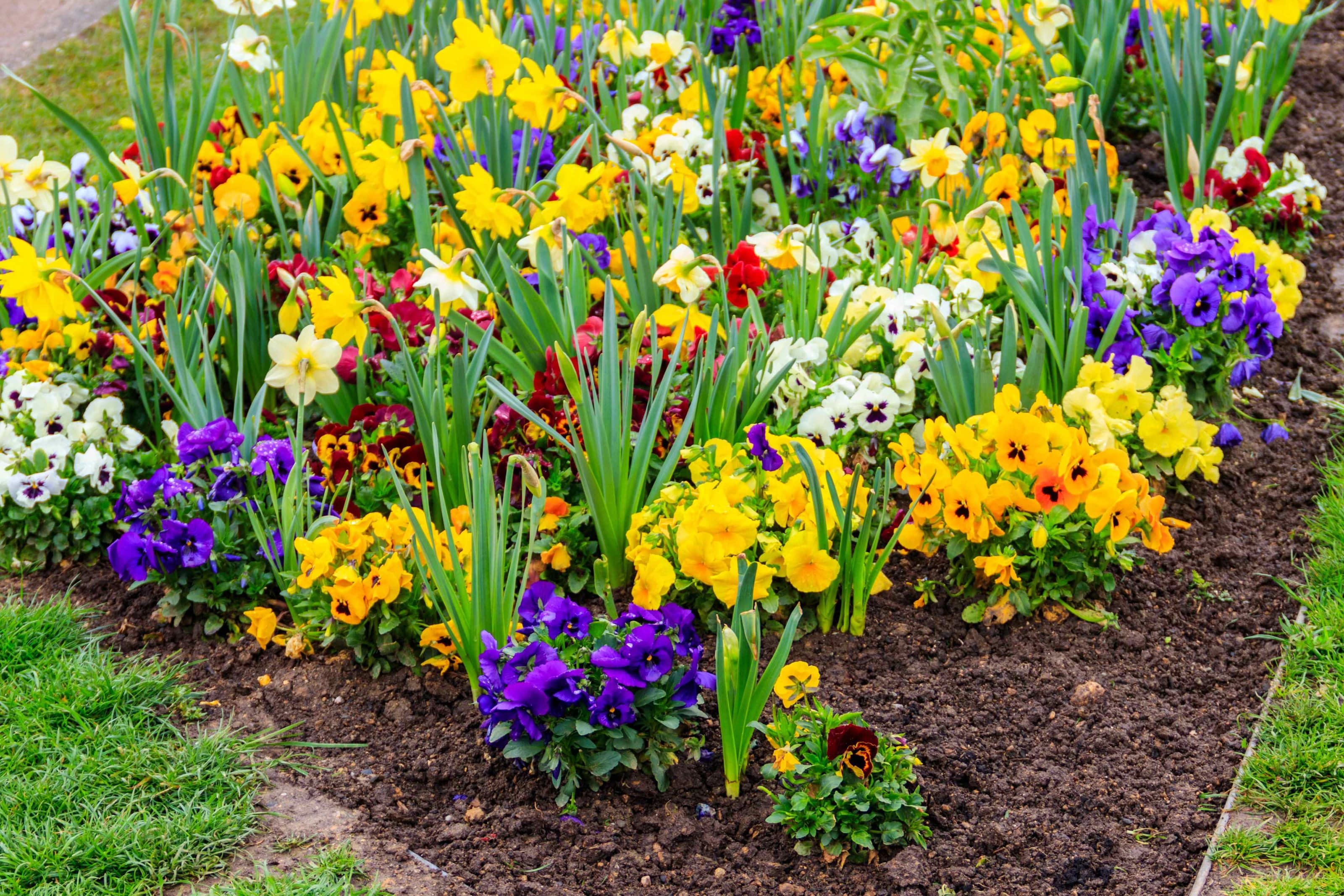 Colorful beautiful spring flowers on flowerbed in the garden