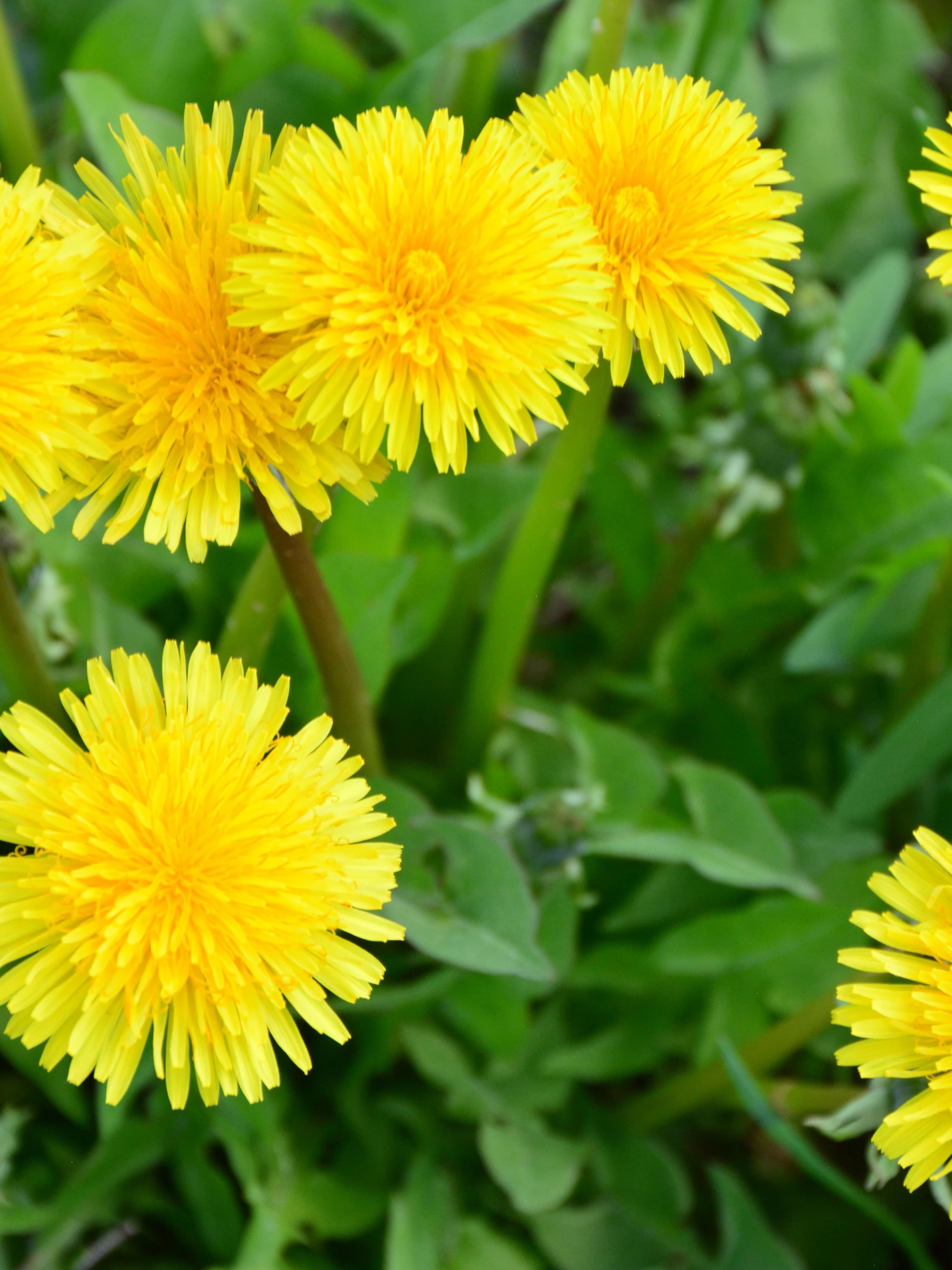 Close up image of the yellow flowerheads of dandelions