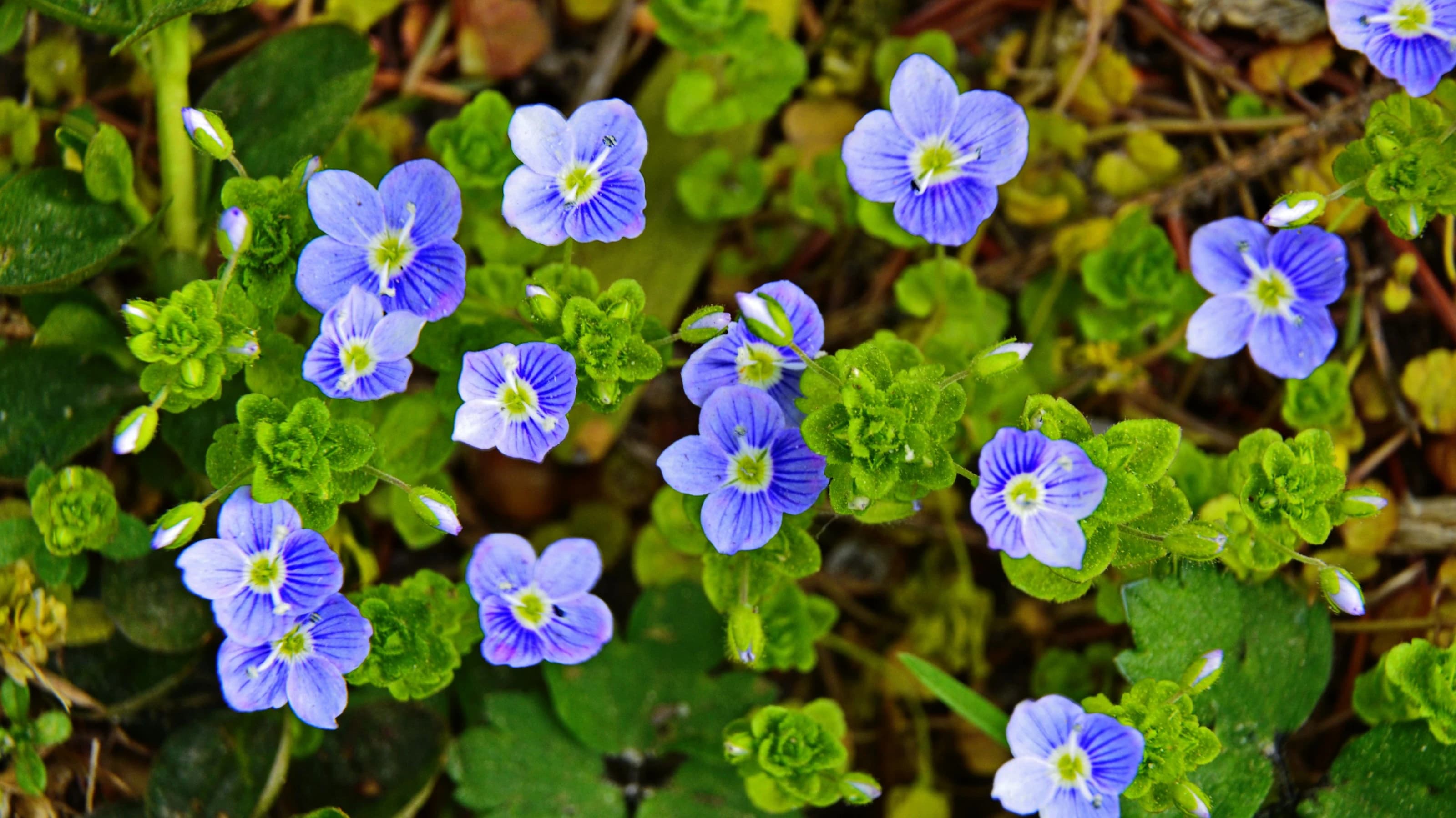 Image of blossoming blue flowers of germander speedwell