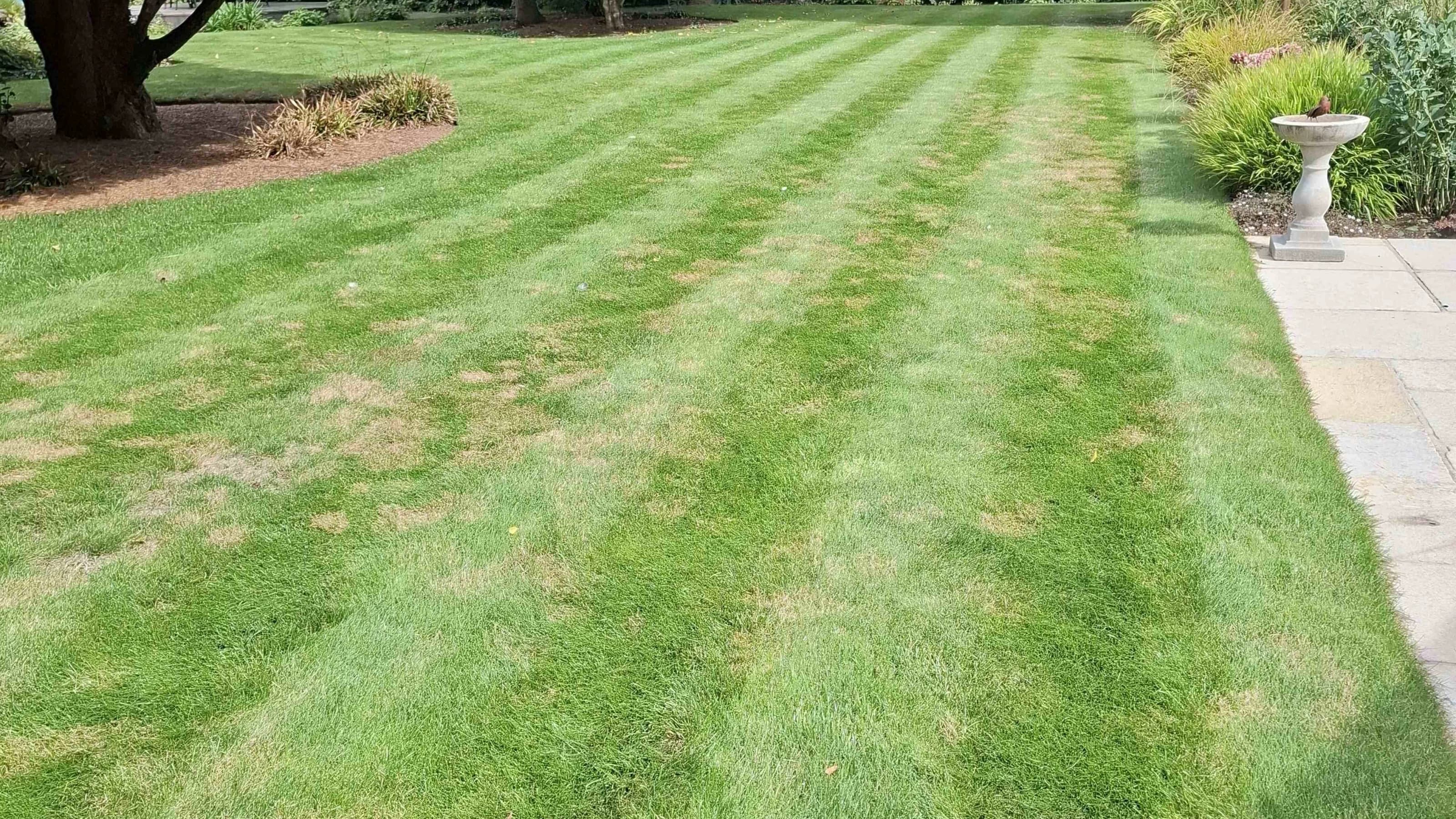 Striped lawn with many patches of the fungal disease red thread