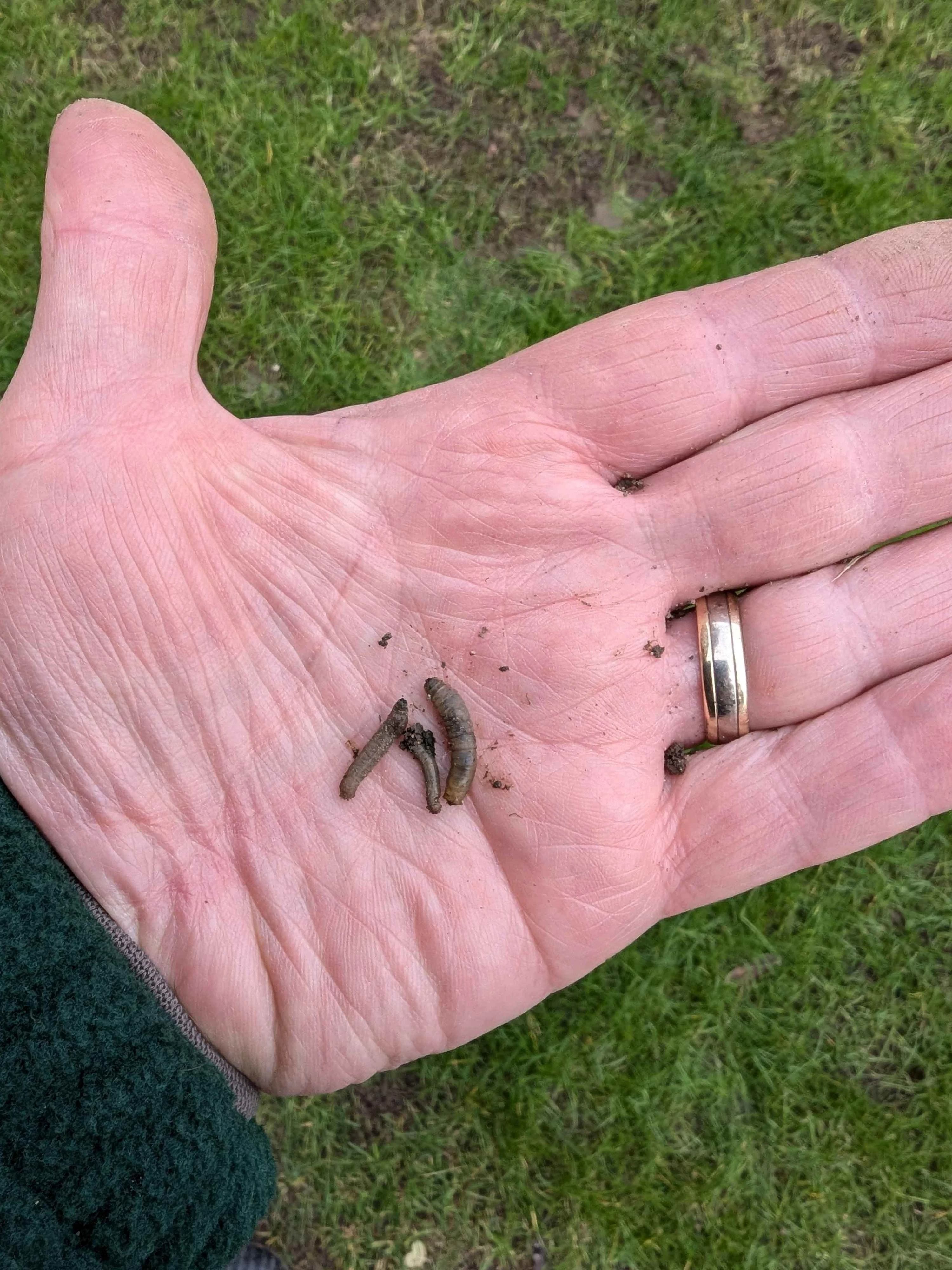 Leatherjackets on a hand