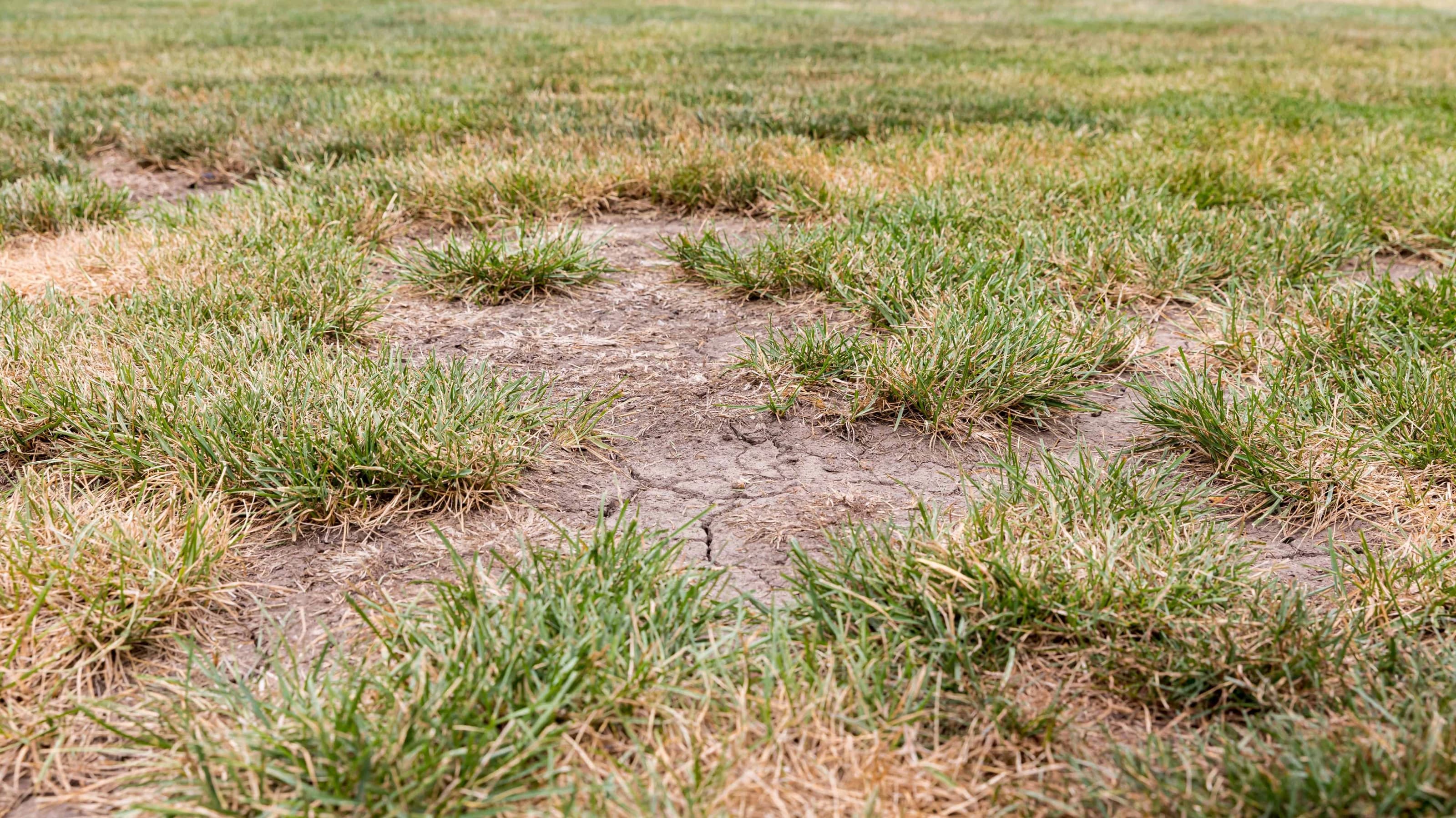 Dead grass, bare spots, and cracks in soil of lawn due to hot weather and no rain causing drought conditions
