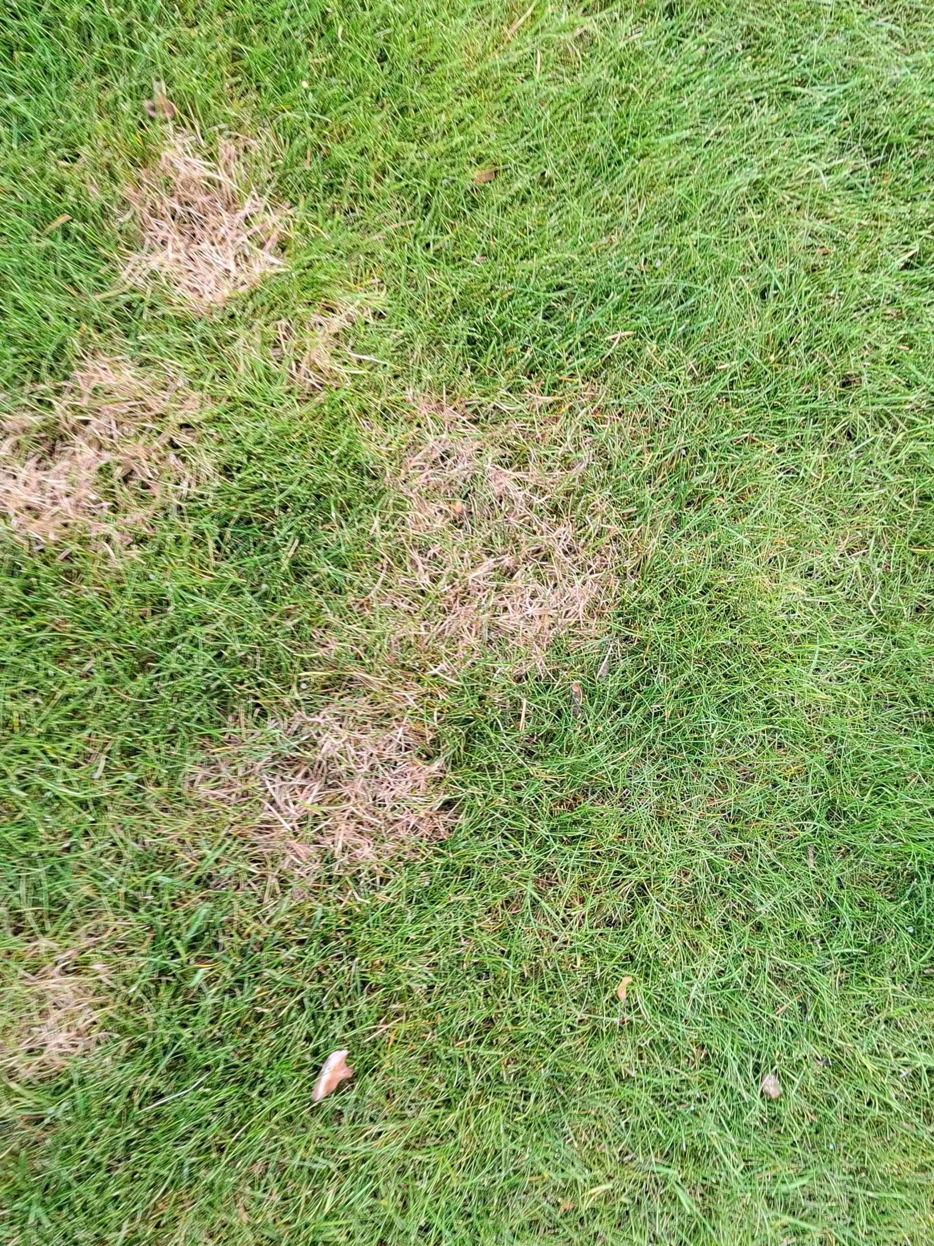 Image of red thread disease in lawn
