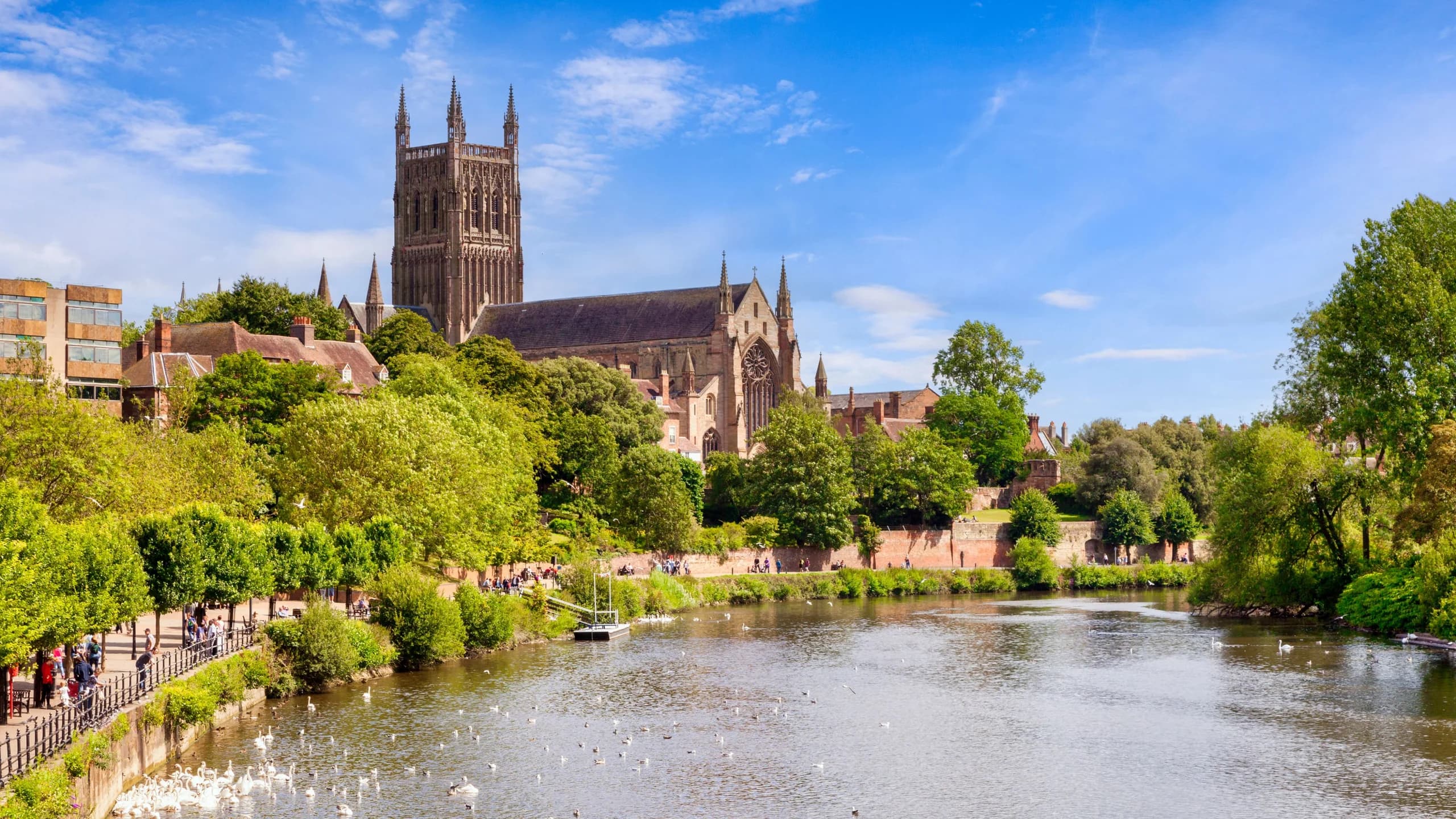 Worcester Cathedral and the River Severn on a bright sunny summer day. Swans on the river, people strolling on riverside path, leafy green trees, and cathedral towering over all.