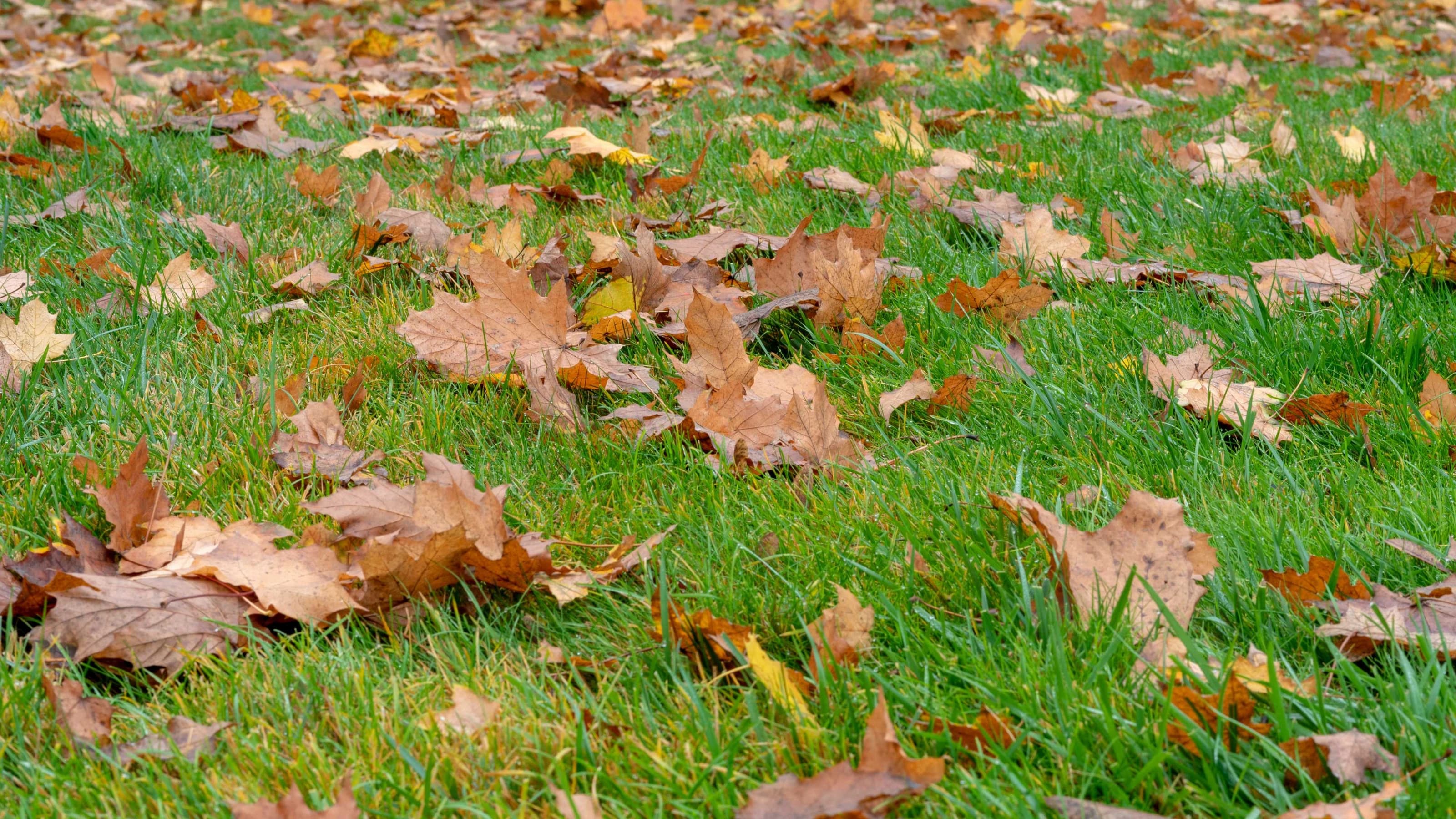 The fallen-down autumn leaves on a green lawn.