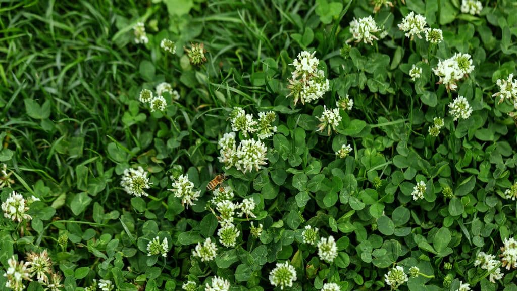 Common Weeds with White Flowers: Lawn Care Tips