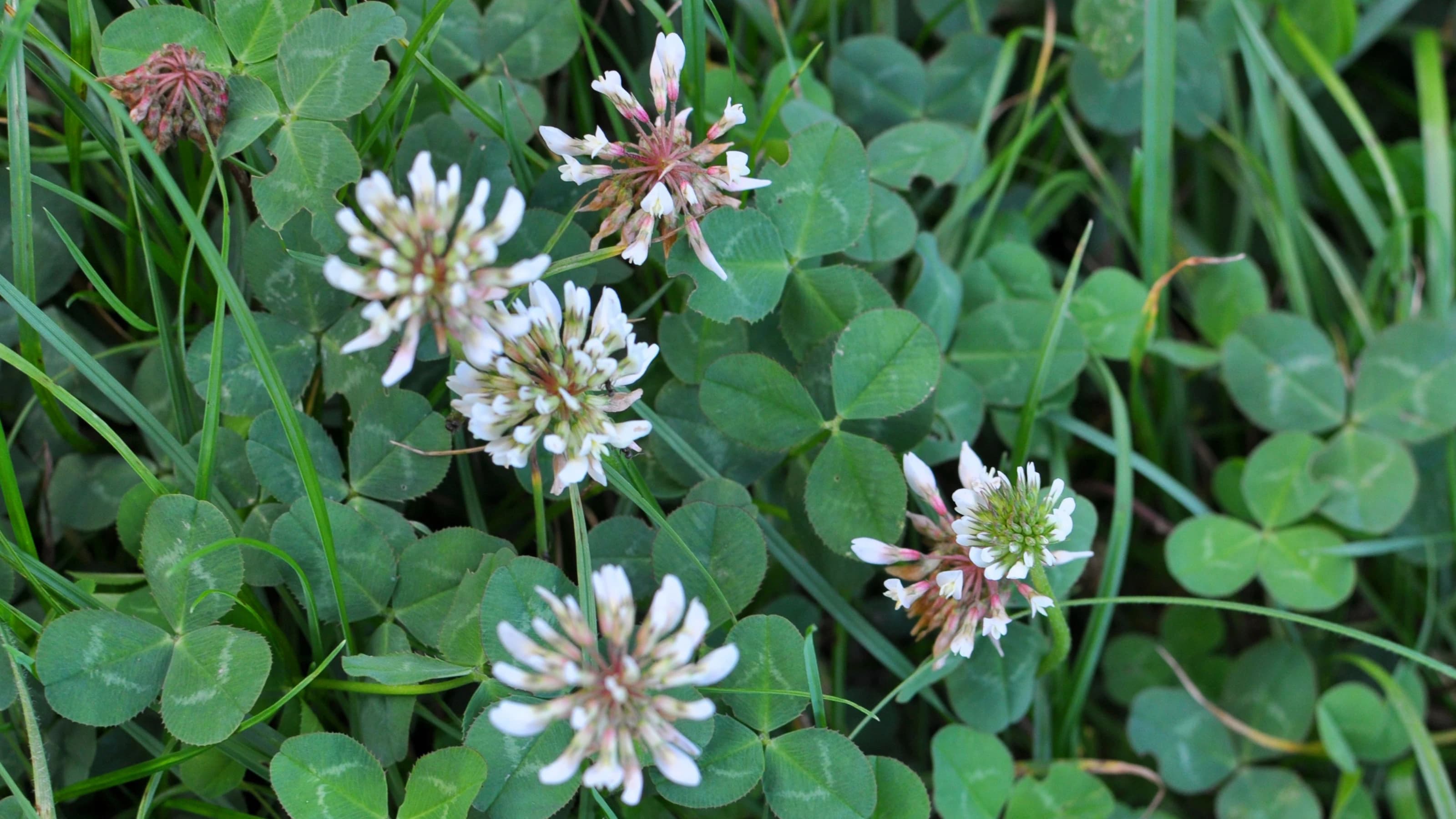 White creeping (Trifolium repens) clover grows in nature